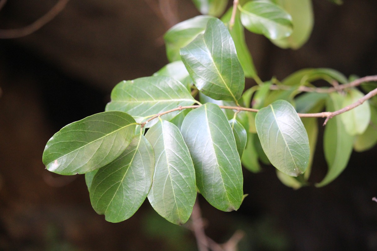 Aganosma cymosa (Roxb.) G.Don